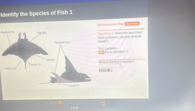 Identify the Species of Fish 1 Dichotomous | StudyX