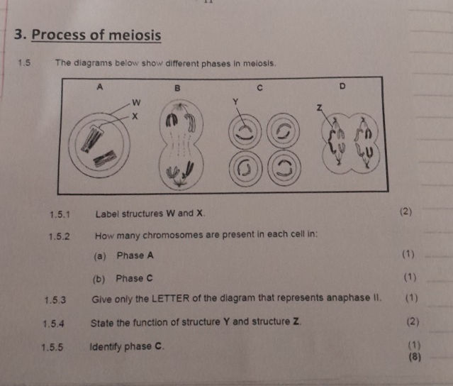 3 Process of meiosis 15 The diagrams below