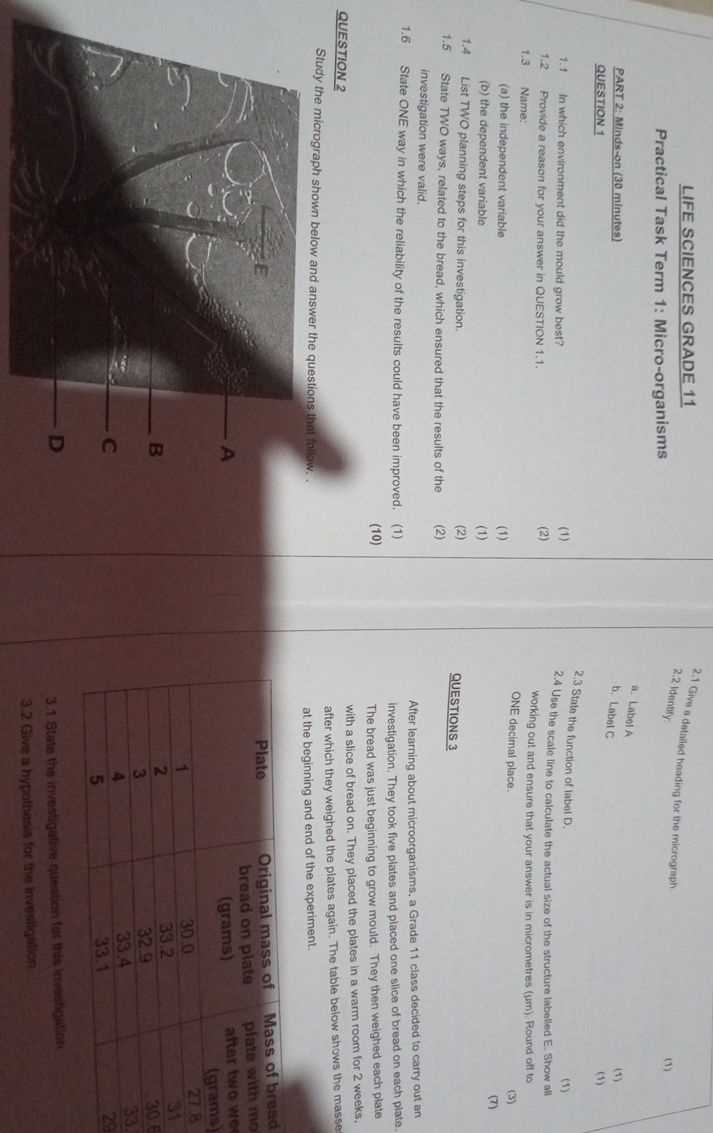 Micrography Test Examples Study the micrograph shown below and answer | StudyX