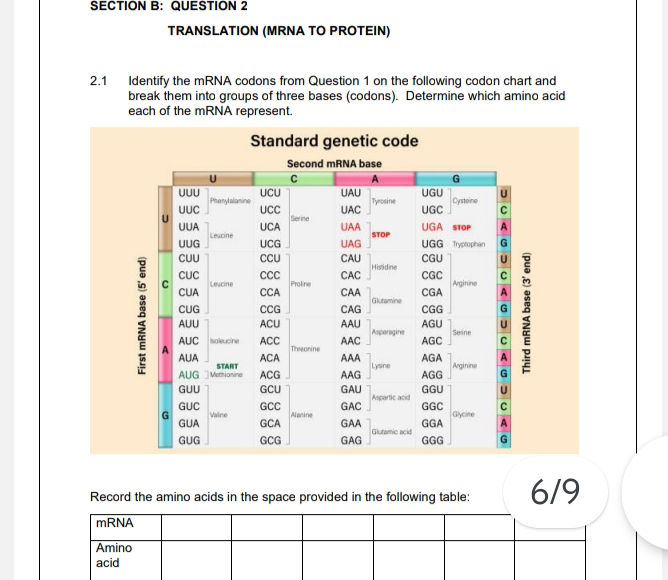 Identify the mRNA codons from Question 1 on | StudyX