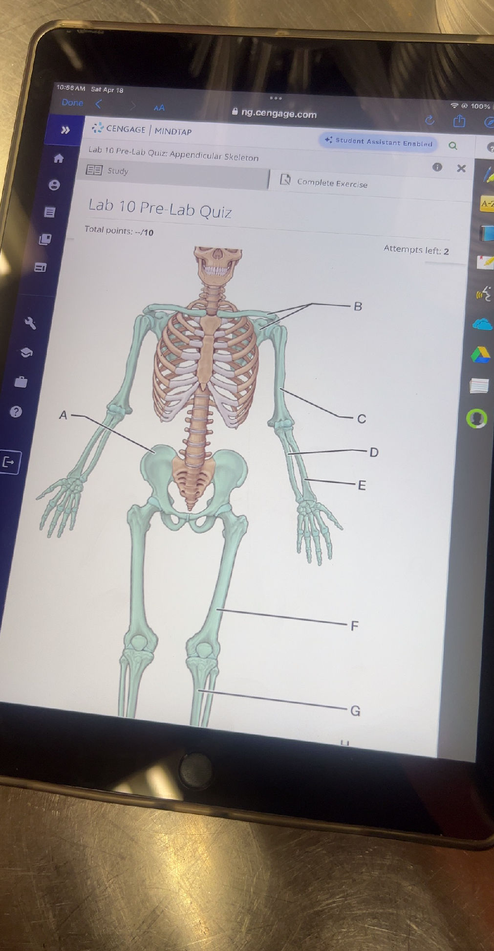 Lab 10 Pre-Lab Quiz: Appendicular Skeleton
