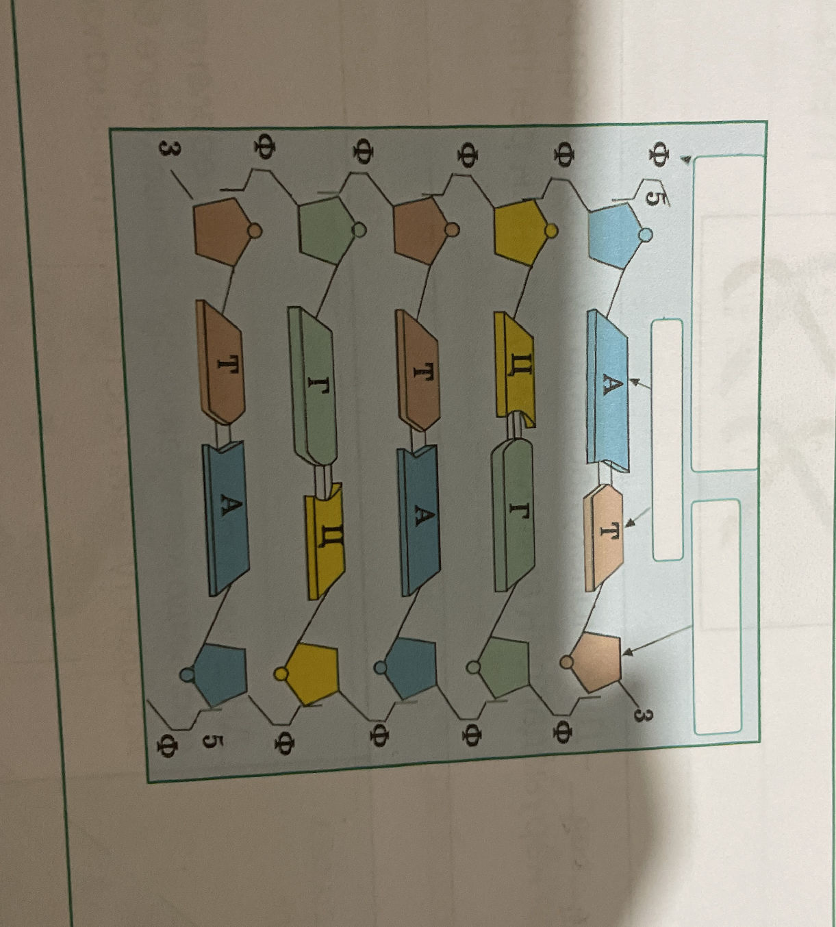 Analyze the provided diagram of a DNA | StudyX