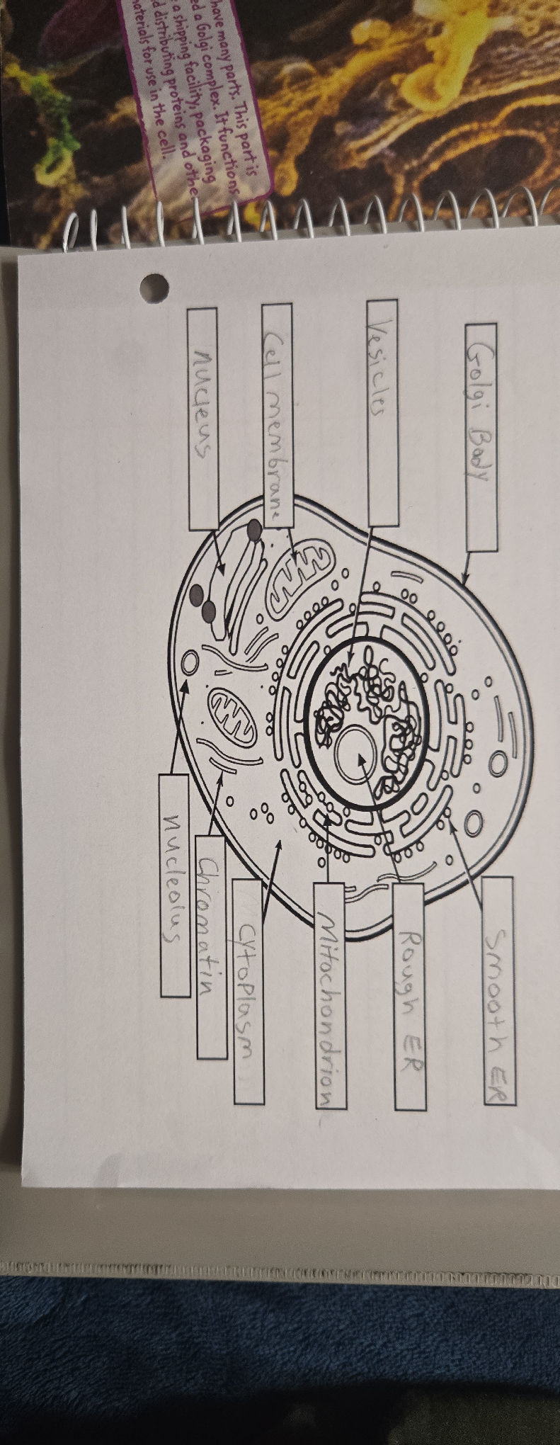 The image shows a diagram of a cell with | StudyX