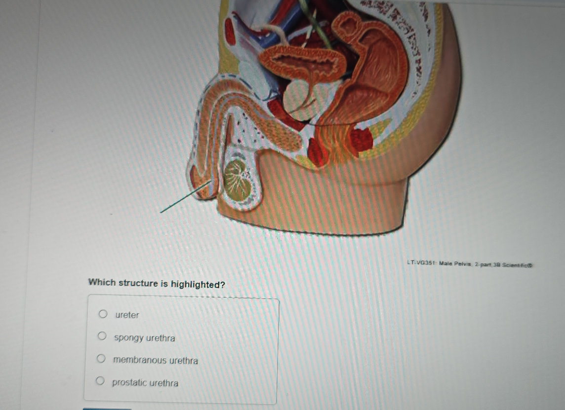 Which structure is highlighted? O ureter O | StudyX
