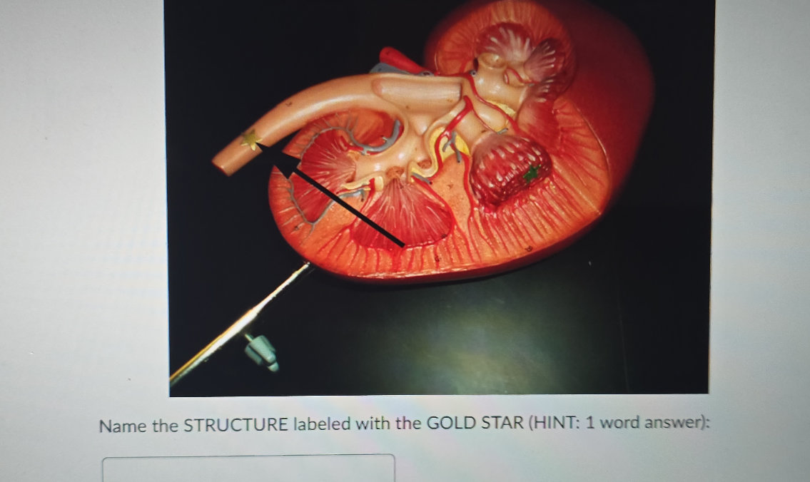 Name the STRUCTURE labeled with the GOLD | StudyX