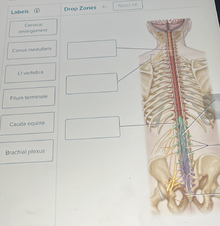 Identify the labeled structures of the | StudyX