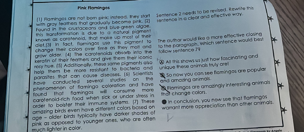 Pink Flamingos 1 Flamingos Are Not Born Studyx