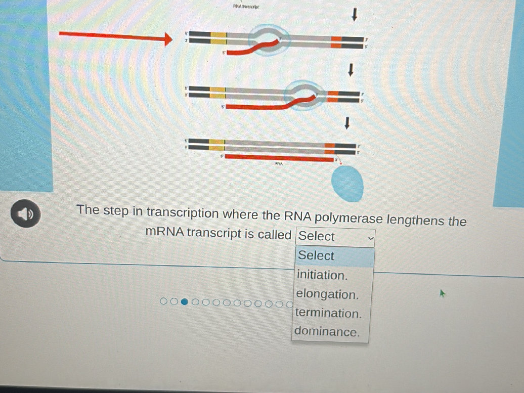 The step in transcription where the RNA | StudyX