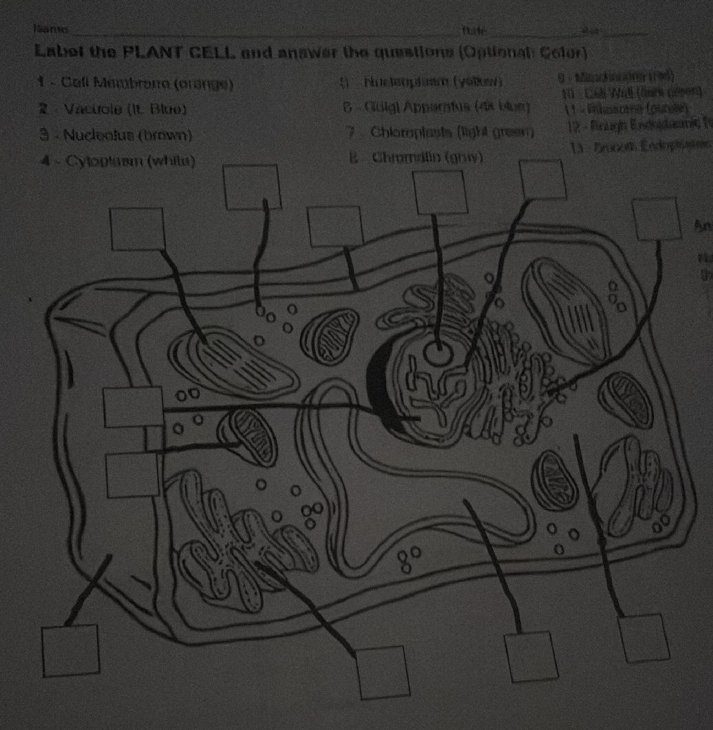 Label the PLANT CELL and answer the | StudyX