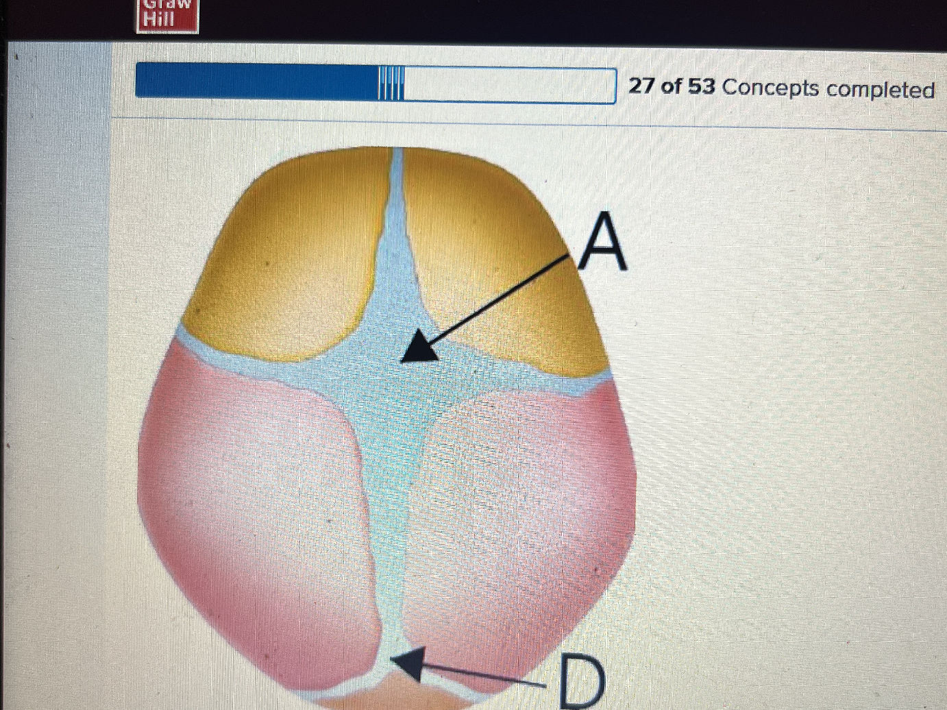 Identify the structures labeled A and D in | StudyX