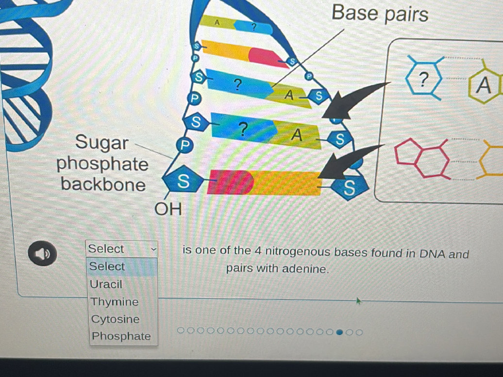 Select is one of the 4 nitrogenous bases | StudyX