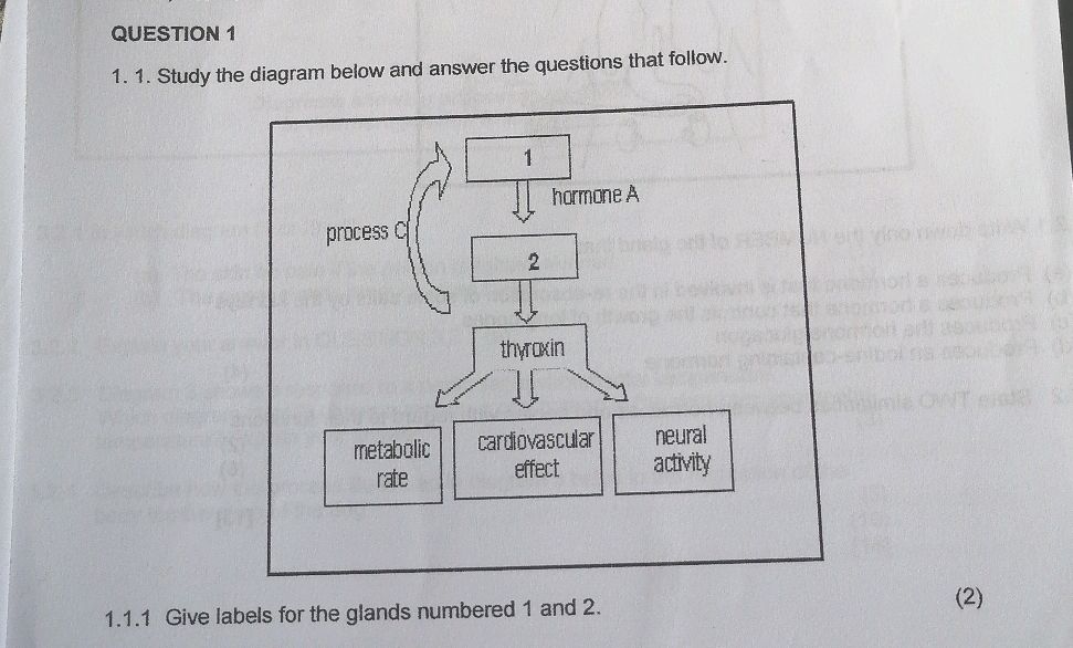 1. 1. Study the diagram below and answer the | StudyX