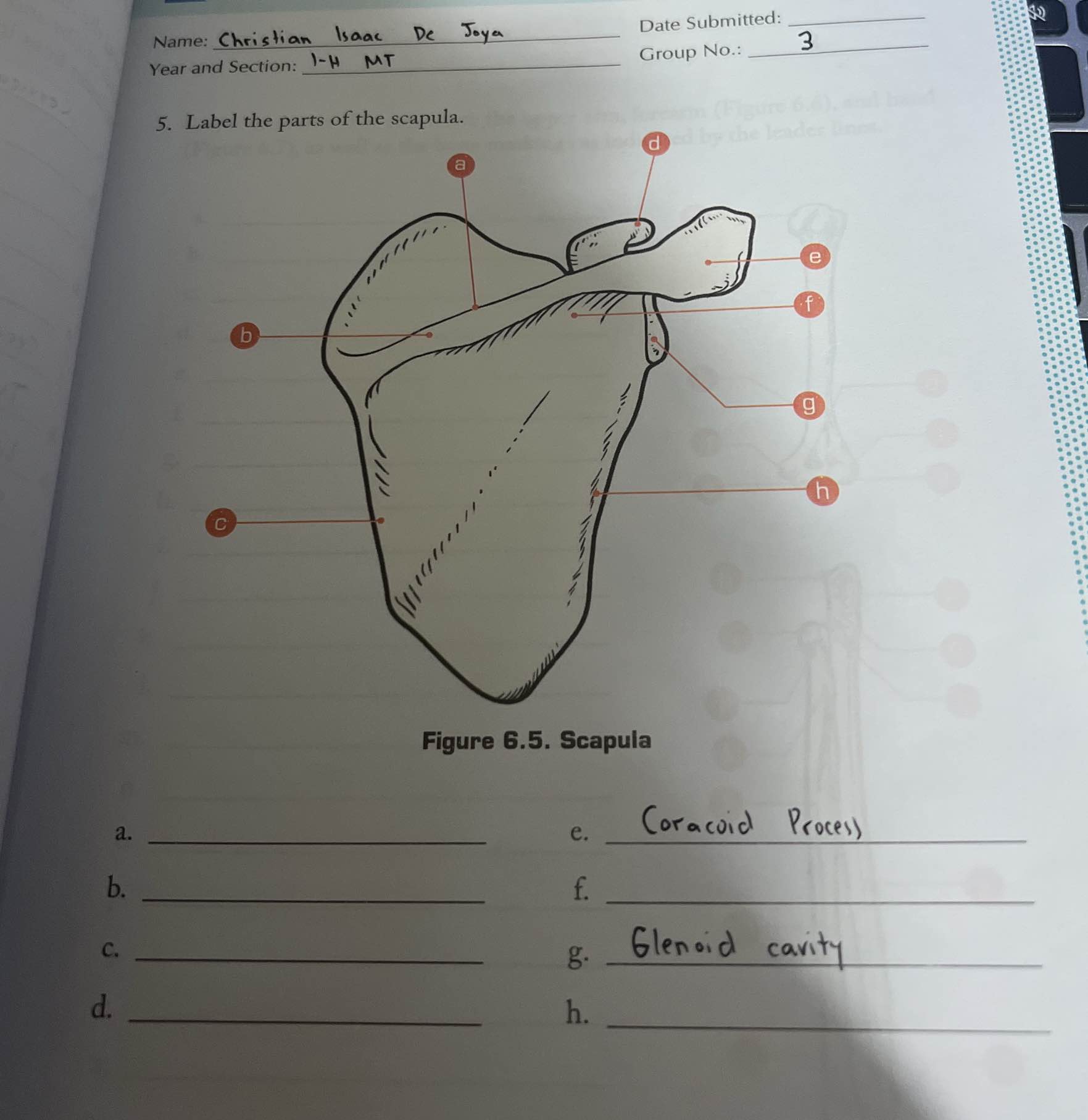 Label the parts of the scapula. Figure 6.5. | StudyX