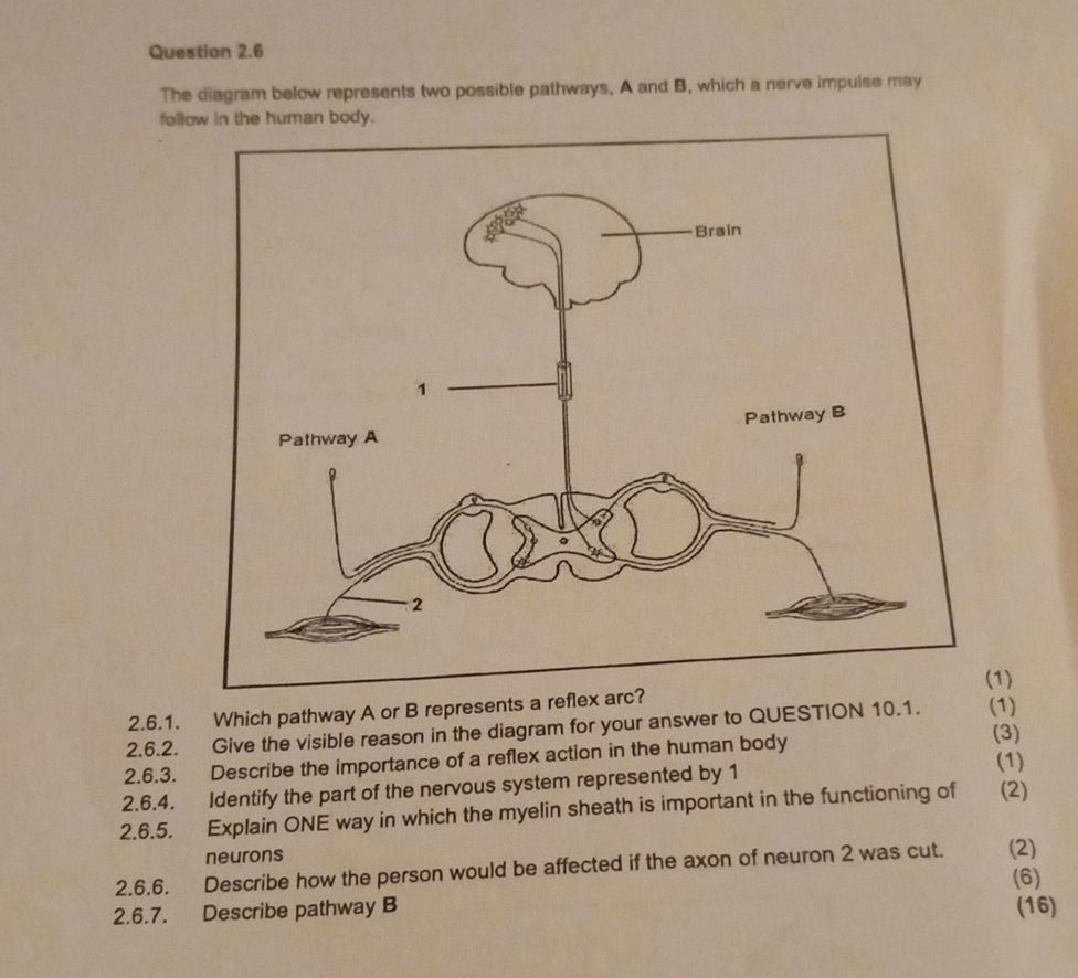 Question Pathway Question 2.6 The diagram below represents | StudyX