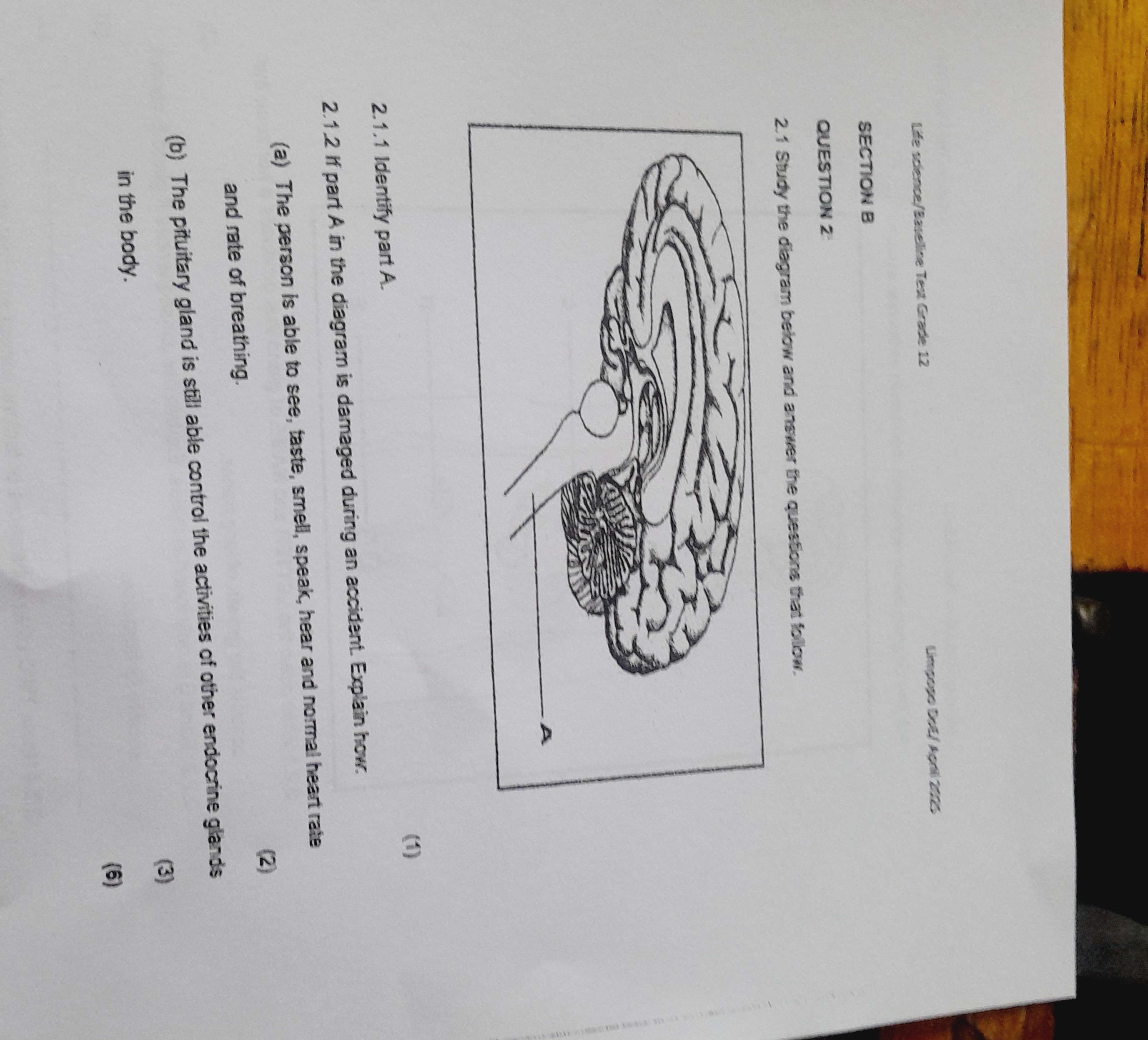2. 1 Study the diagram below and answer the | StudyX