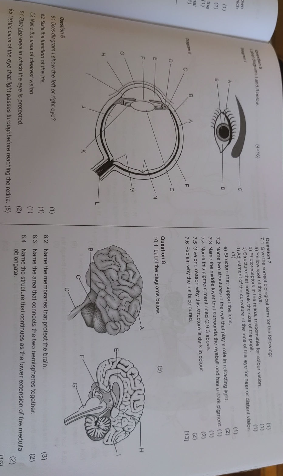 Question 5 Label diagrams I and II below. | StudyX