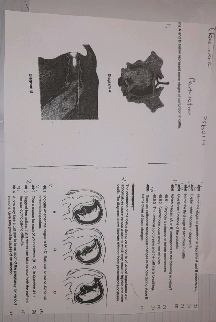 1. Name the stages of parturition in | StudyX