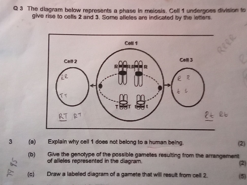 Q 3 The diagram below represents a phase in | StudyX