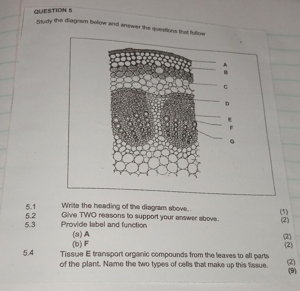 5. Study the diagram below and answer the | StudyX