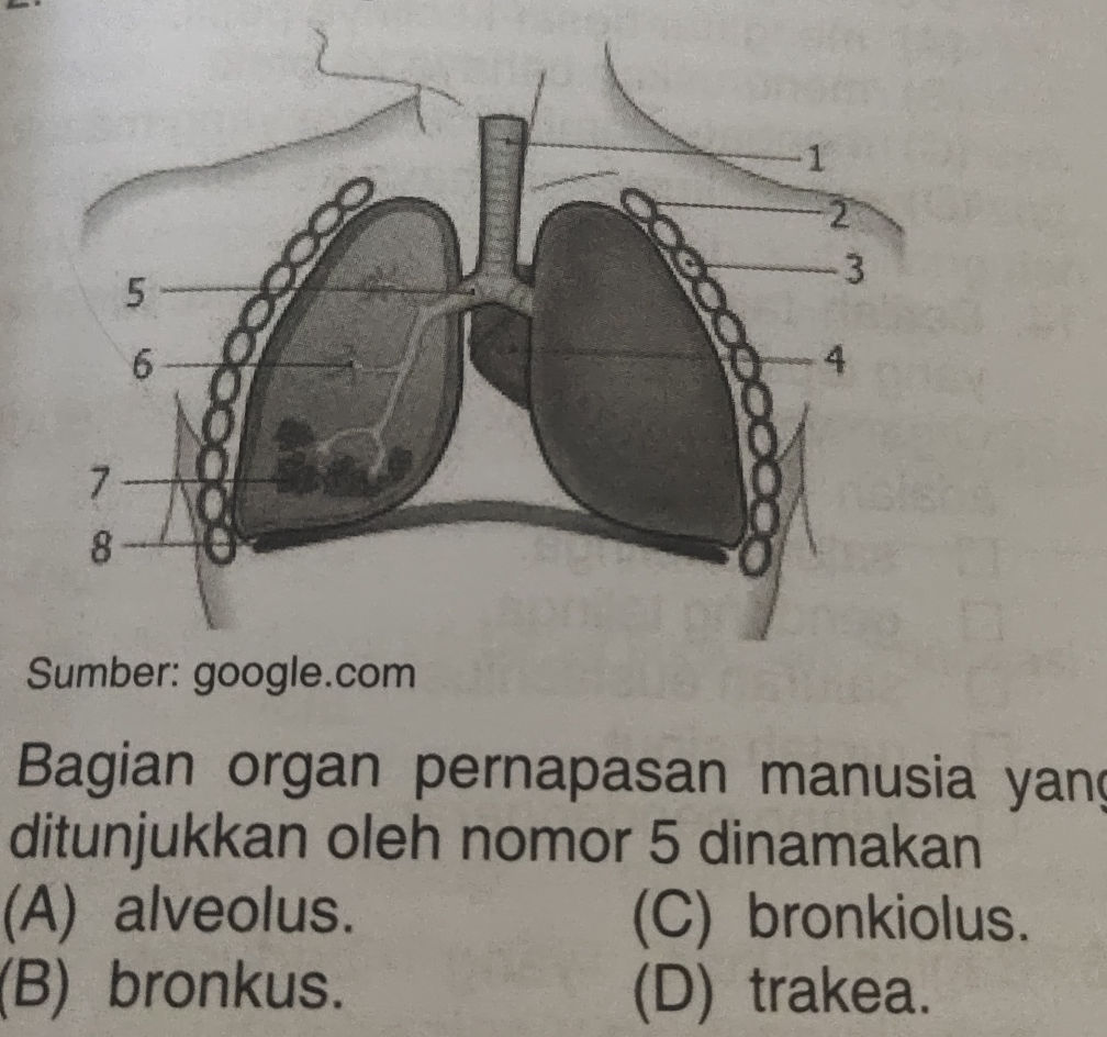 Bagian organ pernapasan manusia yang | StudyX