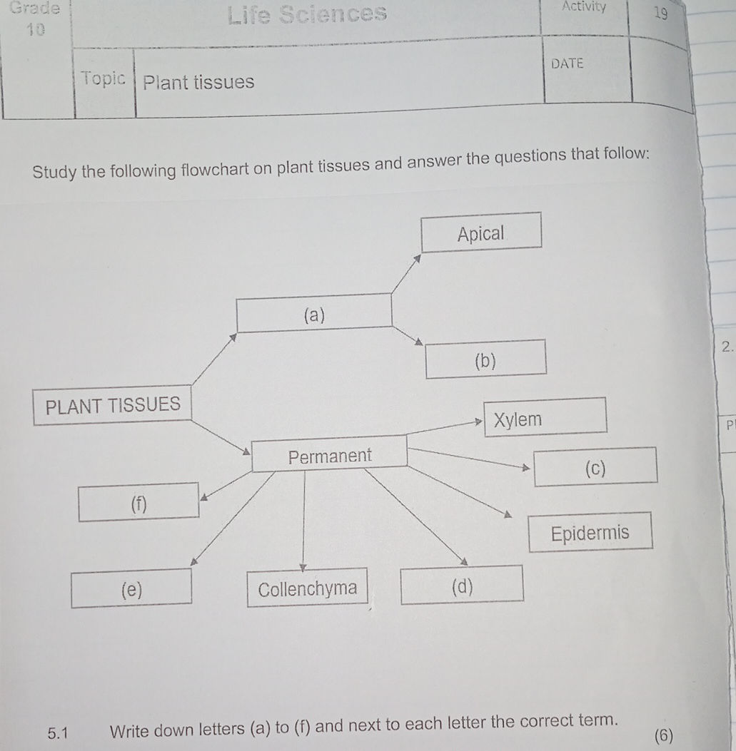 Study the following flowchart on plant | StudyX