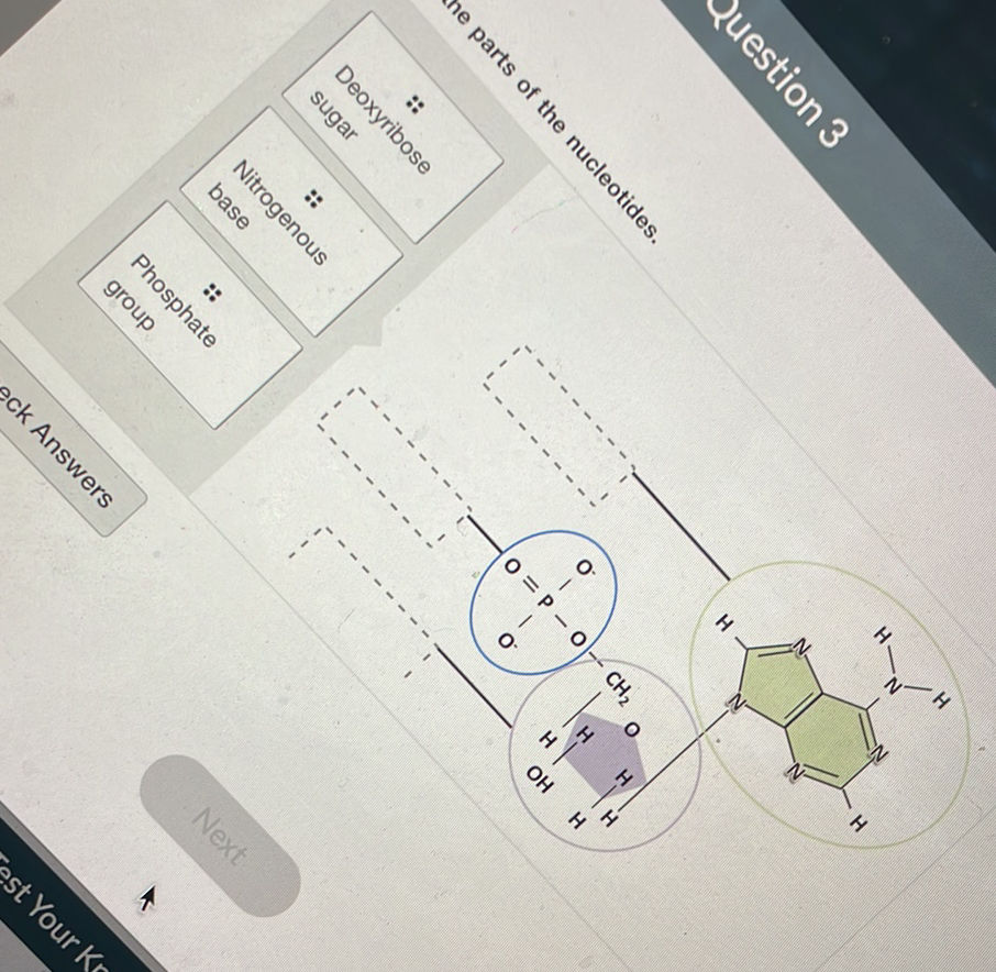 Question 3 he parts of the nucleotides. | StudyX