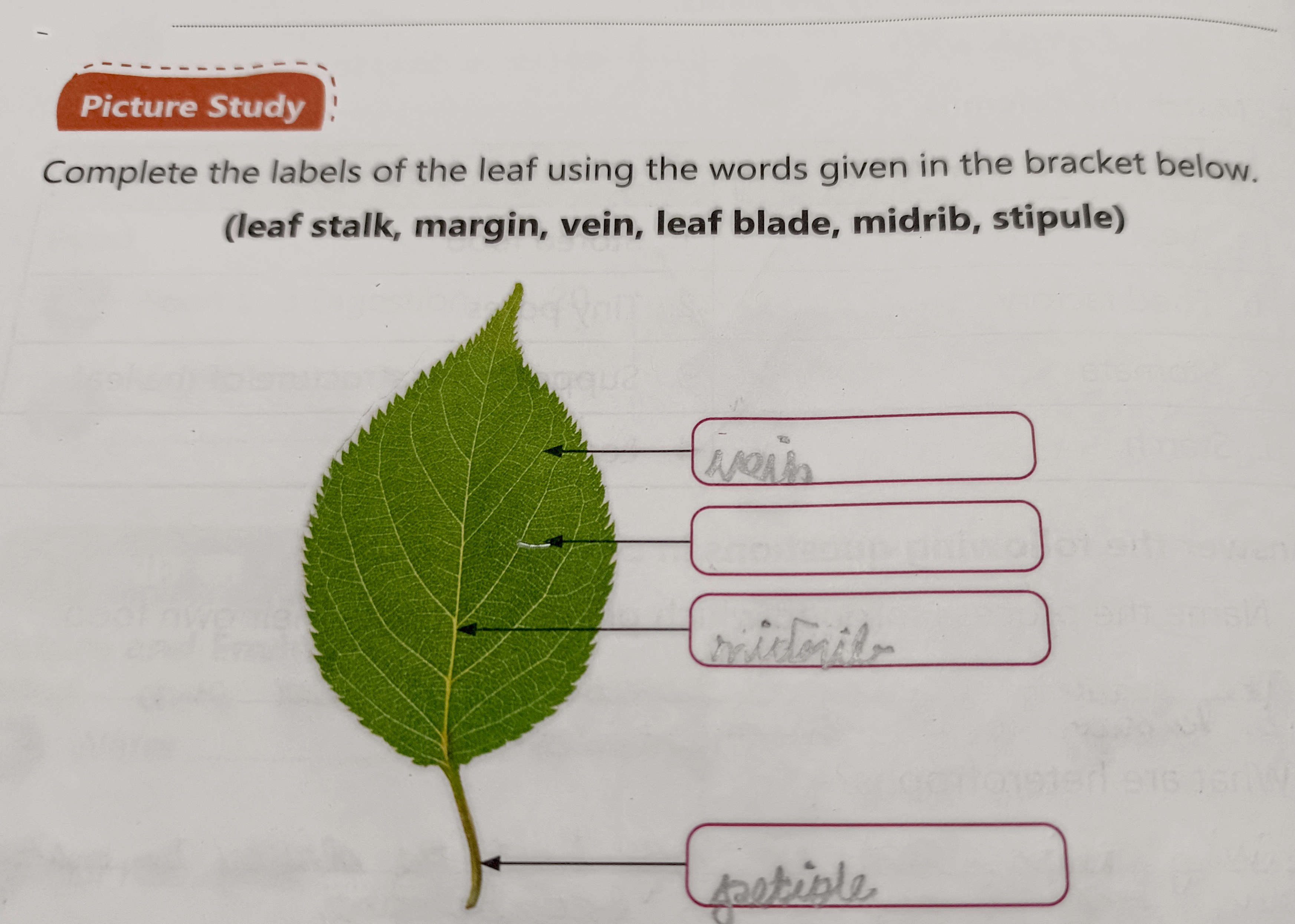 Complete the labels of the leaf using the | StudyX