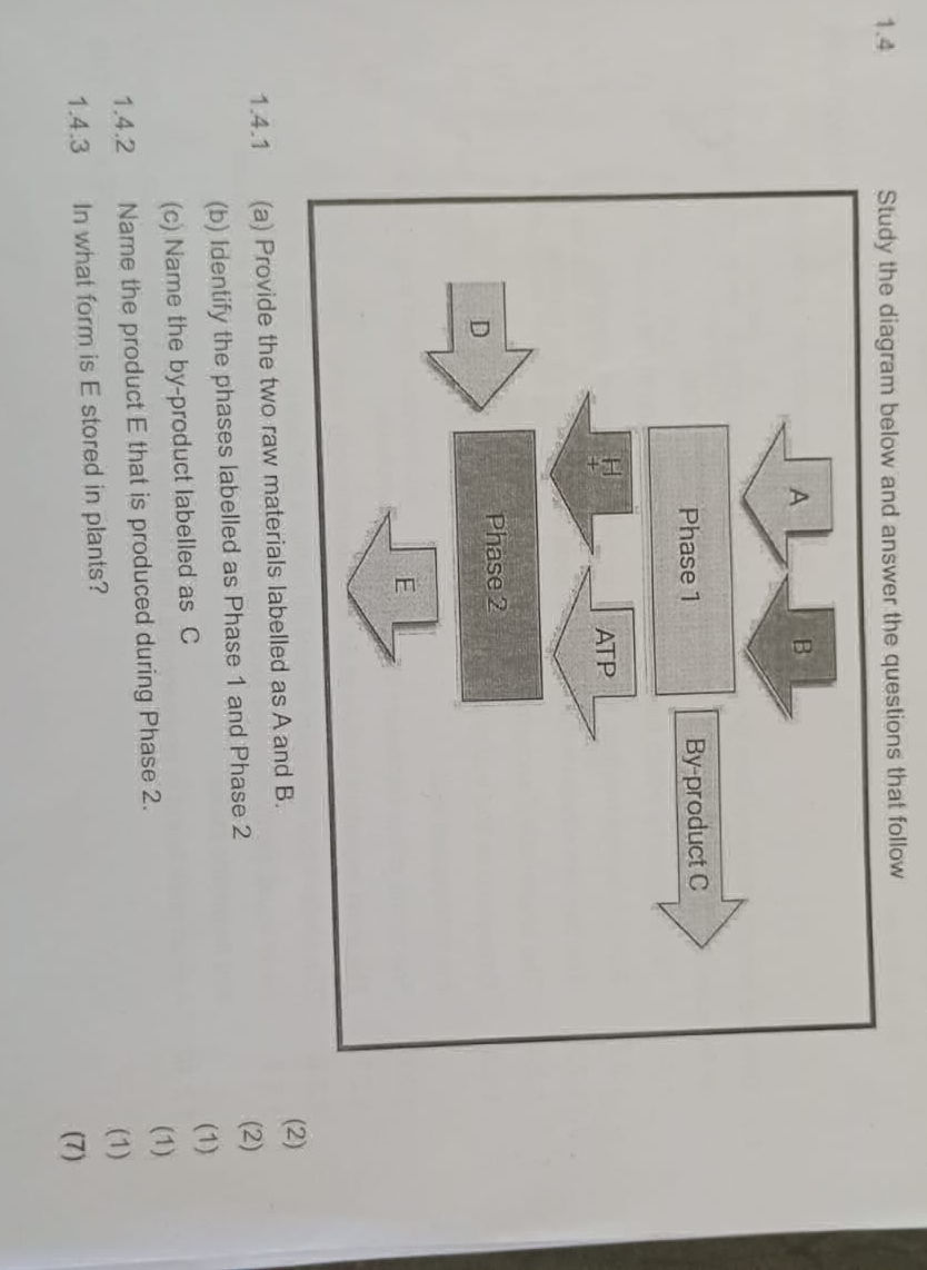 Study the diagram below and answer the | StudyX