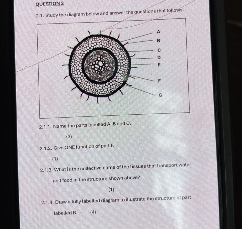2.1. Study the diagram below and answer the | StudyX
