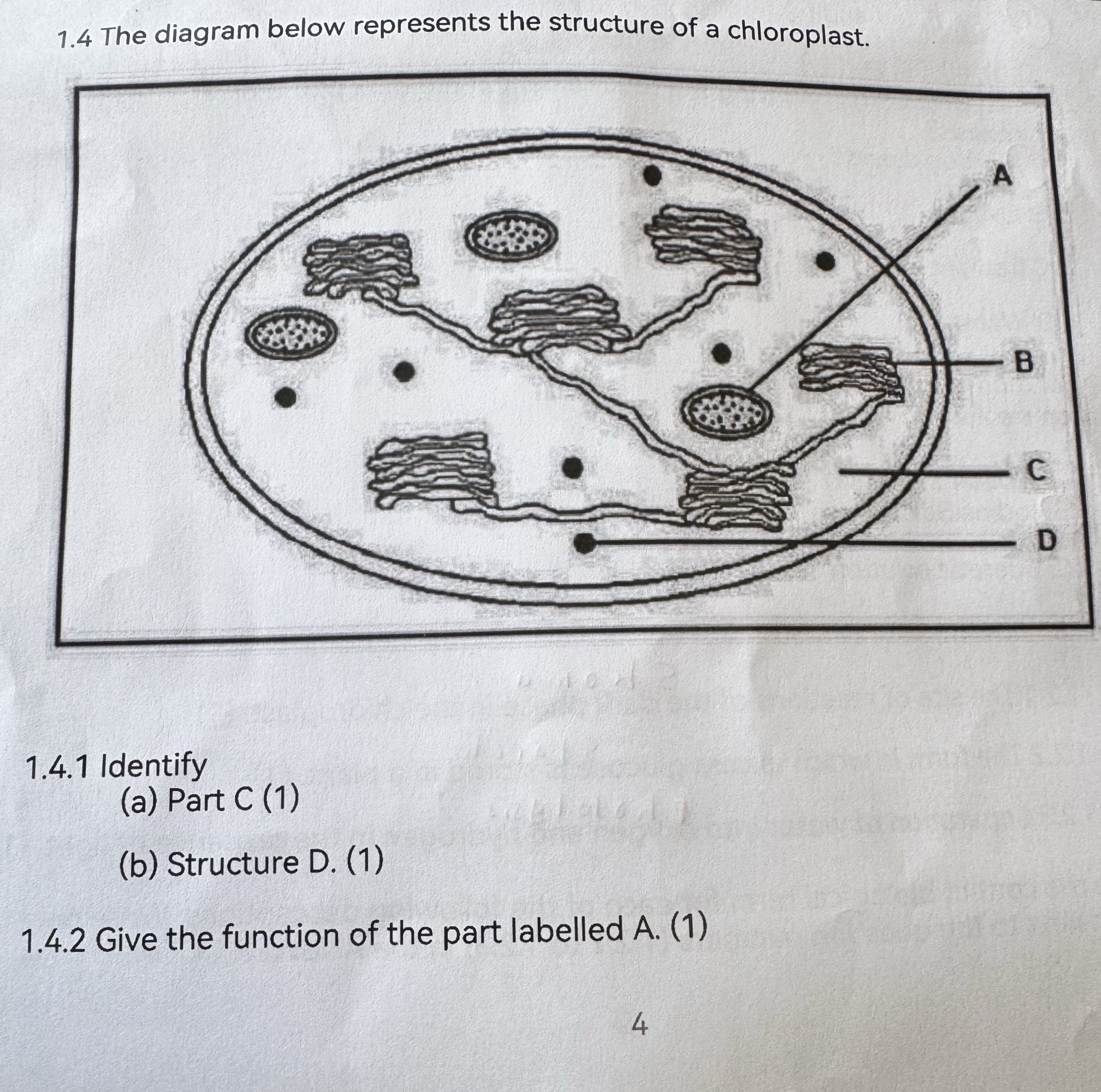 4 The diagram below represents the structure