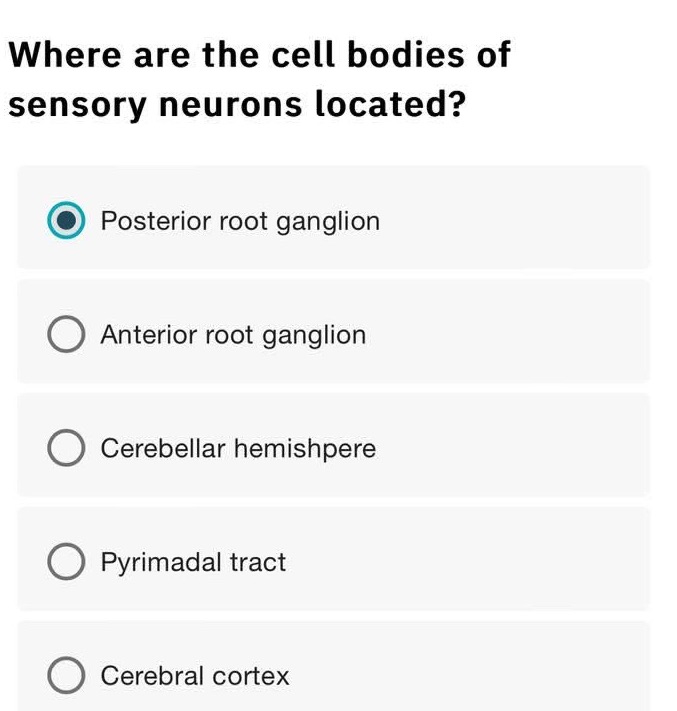 Where are the cell bodies of sensory neurons | StudyX