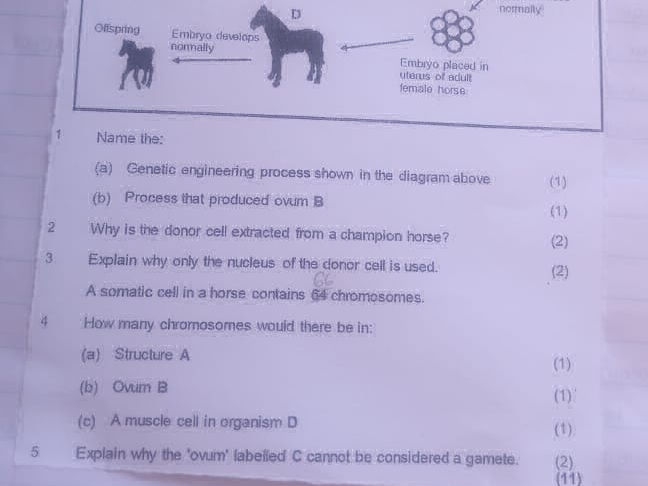 1. Name the: (a) Genetic engineering process | StudyX