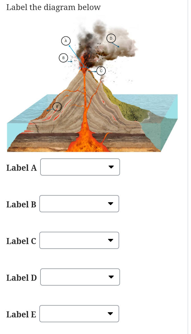 Label E Label the diagram below Label A Label B | StudyX