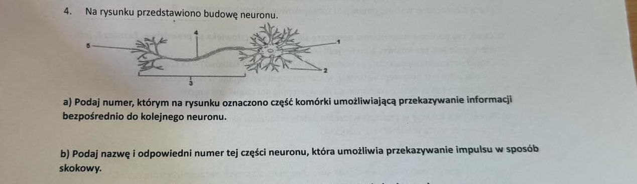 Neuronem Na rysunku przedstawiono budowę neuronu. a)