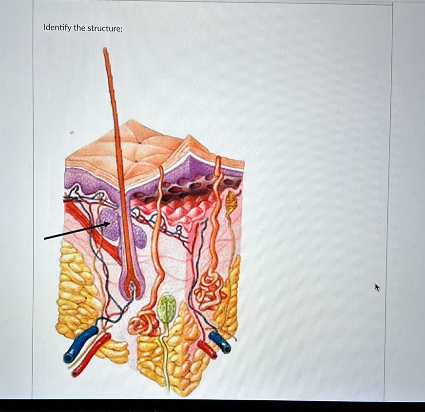 Identify Skin Structure Identify the structure: The image is a | StudyX