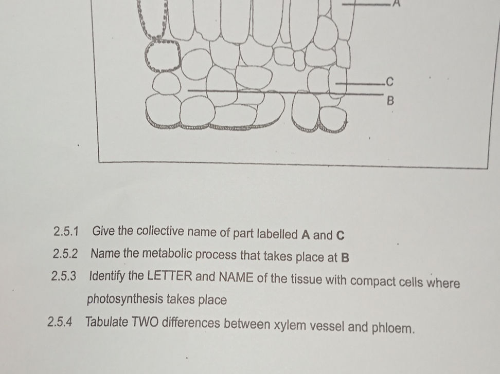 Collactive Names 2. 5.1 Give the collective name of part | StudyX