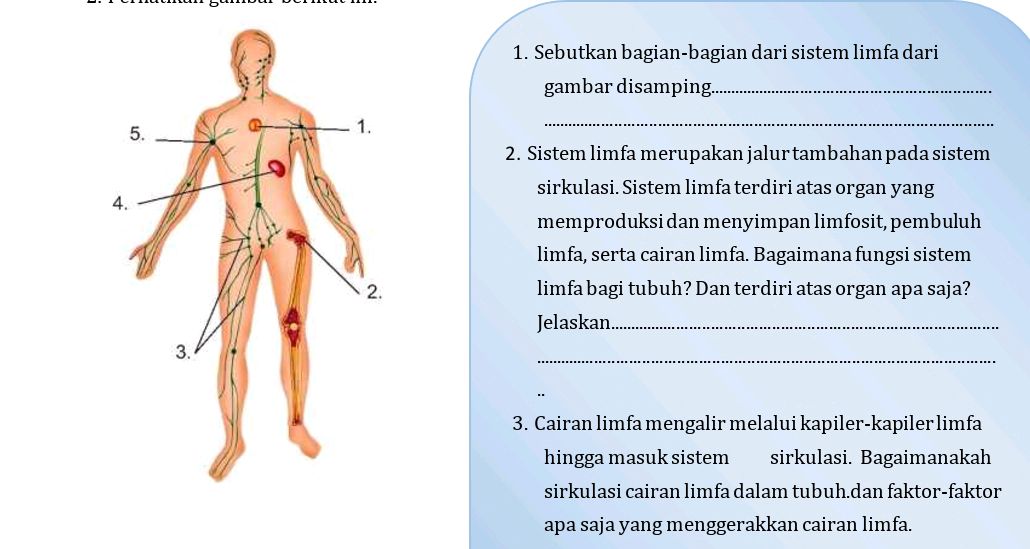 Limfa Rania 1. Sebutkan bagian-bagian dari sistem limfa | StudyX