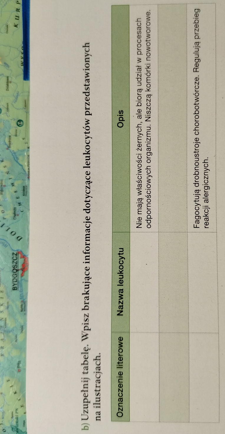 Dokończ Zdania Używając Nazw Zwierząt Przedstawionych Na Ilustracjach b) Uzupełnij tabelę. Wpisz brakujące | StudyX