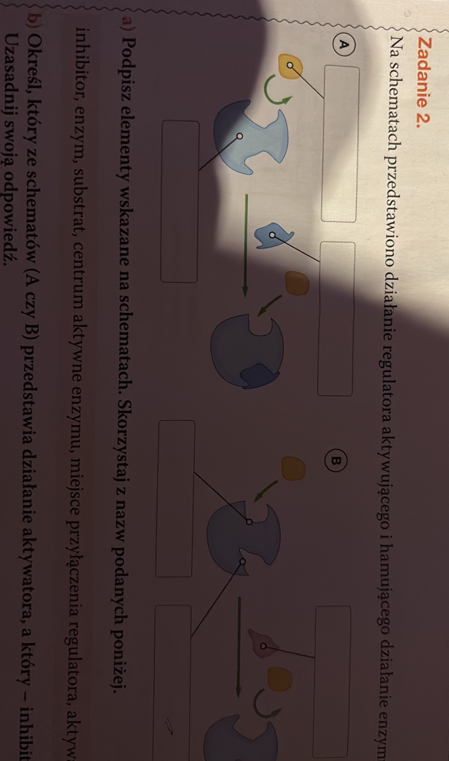Podpisz Rycinę Poniżej I Wypełnij Polecenia studyx.ai