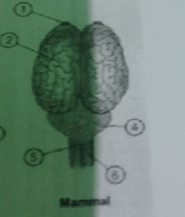 The image shows a diagram of a mammal brain