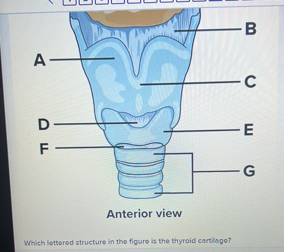 Which lettered structure in the figure is