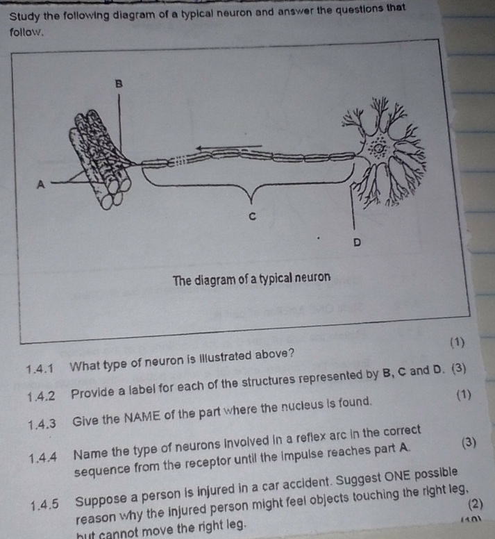 Study the following diagram of a typical | StudyX