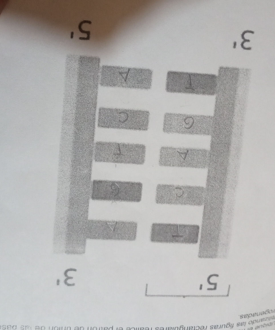 The image shows a diagram of a DNA double | StudyX