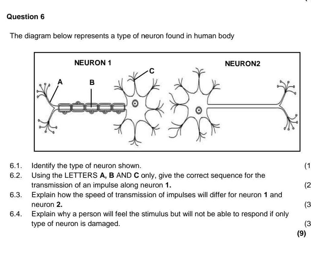 Question 6 The diagram below represents a | StudyX