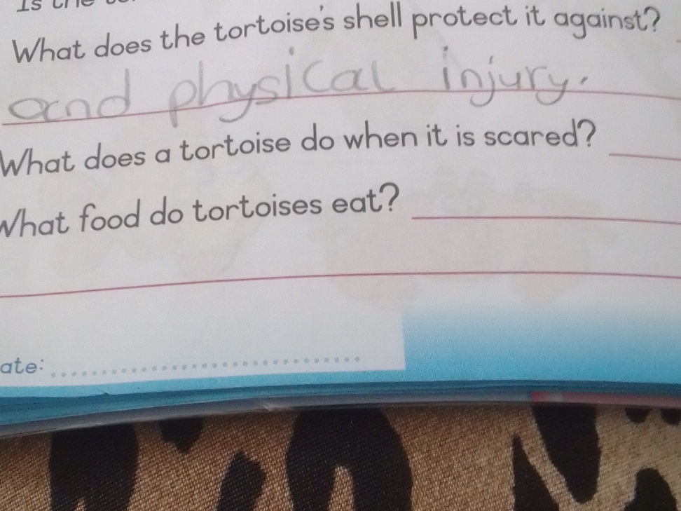 What does the tortoise's shell protect it | StudyX