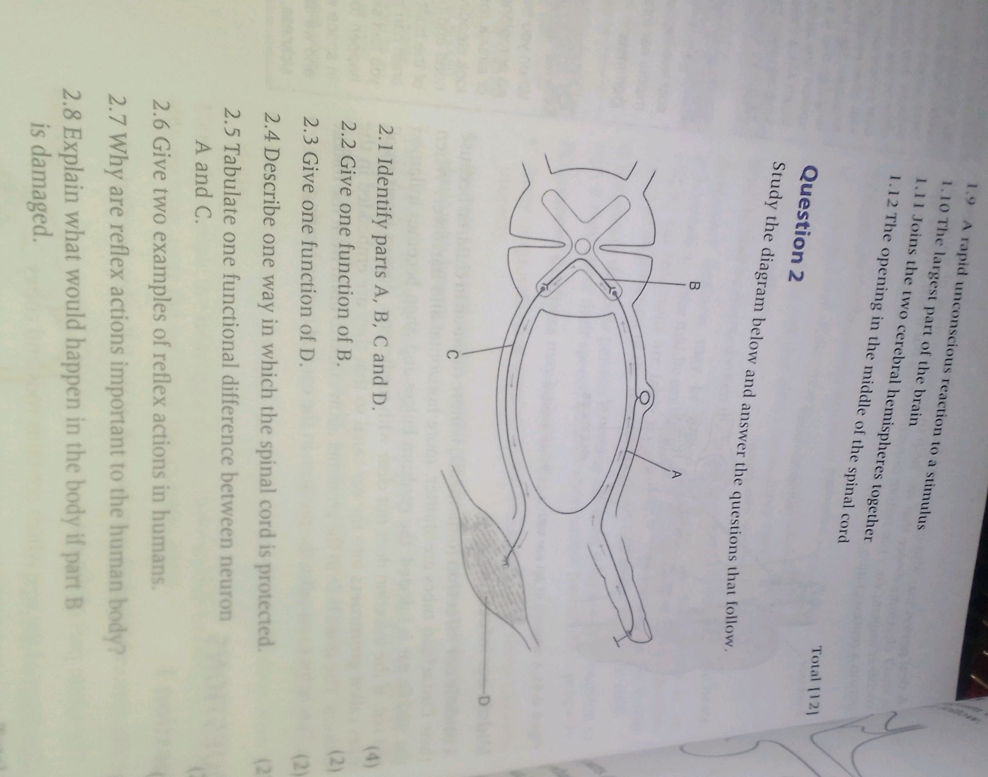 Question 2 Study the diagram below and | StudyX