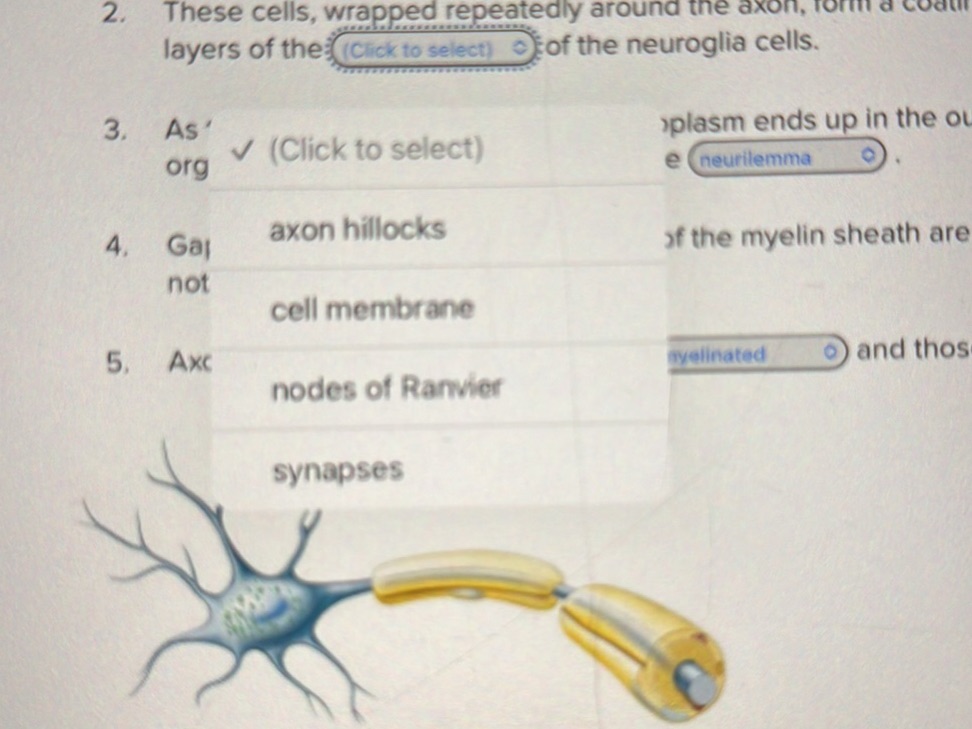2. These cells, wrapped repeatedly around | StudyX