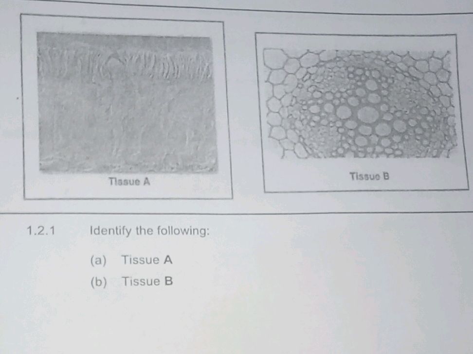 1. 2.1 Identify the following: (a) Tissue | StudyX