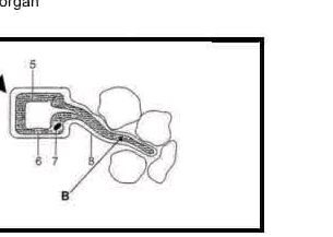 The image contains a diagram of a biological | StudyX
