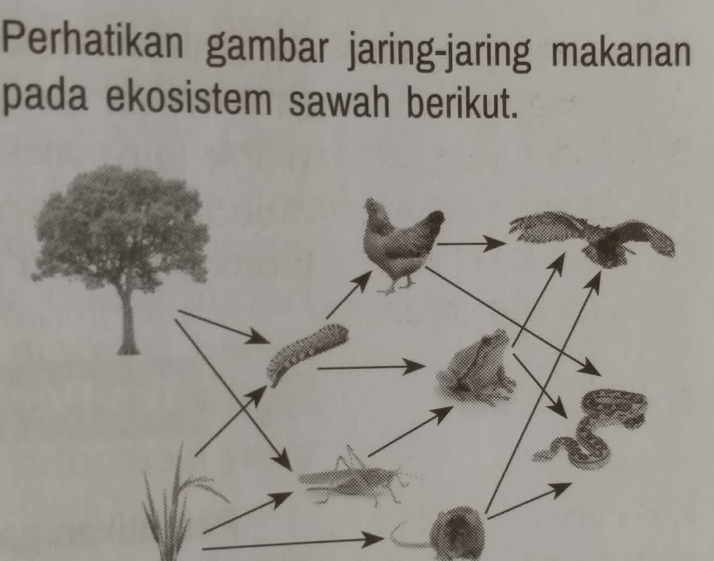 Perhatikan gambar jaring-jaring makanan pada | StudyX